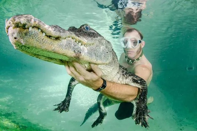 Chris Gillette poses for a photograph with a rescued alligator underwater. (Photo by John Chapa/Barcroft Media)