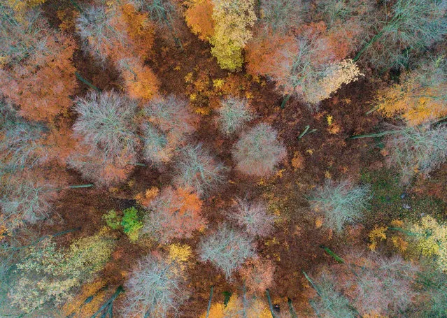 Autumn trees in a forest in Hildesheim county, Holle, Lower Saxony, Germany on November 26, 2019. (Photo by Julian Stratenschulte/dpa/AFP Photo)
