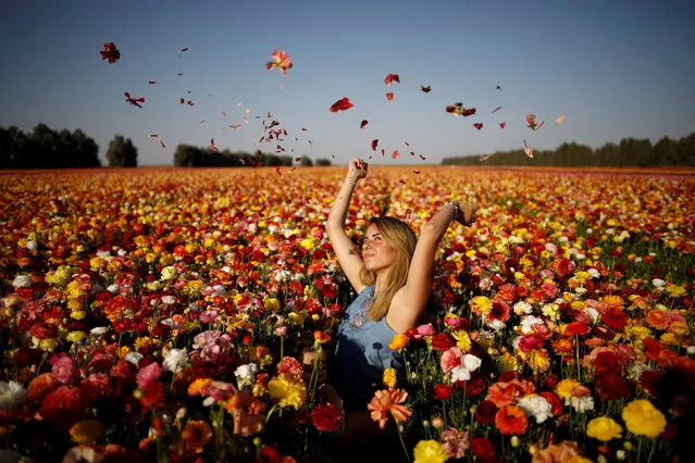 A woman poses for a photographer in a buttercup flower field near Kibbutz Nir Yitzhak in southern Israel, just outside the Gaza Strip  April 18, 2017. (Photo by Amir Cohen/Reuters)