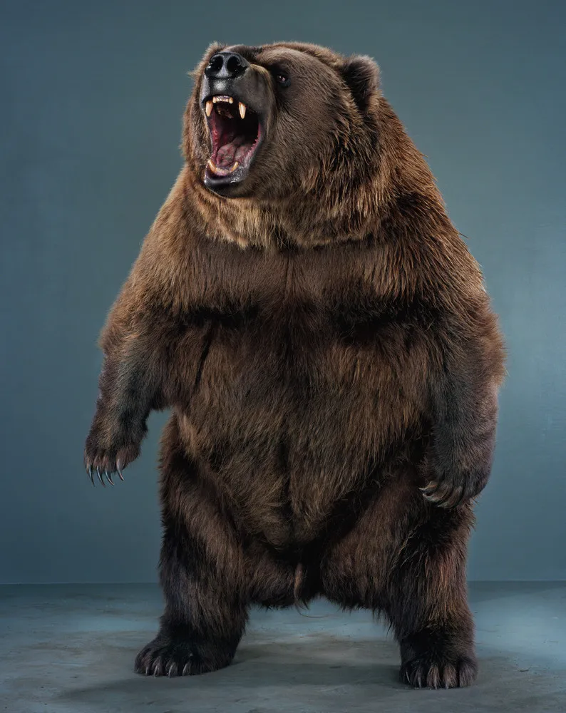 Bear Portraits by Jill Greensberg