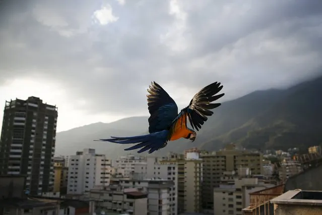 A macaw flies over buildings with the Avila mountain behind in Caracas March 31, 2015. Caracas, the world's second most violent city according to the United Nations, also suffers terrible traffic and residents spend hours in massive lines for scarce products. However, on antennae, rooves and windowsills, blue-and-yellow macaws (or Ara ararauna) break the harsh routine. Though originally native to rainforests from Panama to Paraguay, they have adapted well to Caracas thanks to the exuberant tropical vegetation surging between skyscrapers. (Photo by Jorge Silva/Reuters)