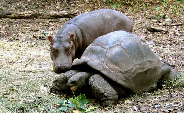 A one year-old baby Hippotamus gets close to his adopted mother a giant male Aldabran tortoise at Haller Park in Mombasa, January 6, 2005. (Photo by Peter Greste/Reuters)