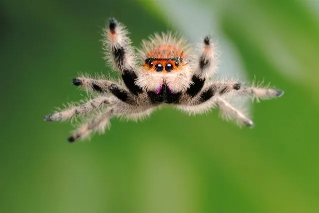 Talk about up close and personal: This female regal orange morph jumping spider jumped directly onto Linstead's camera lens