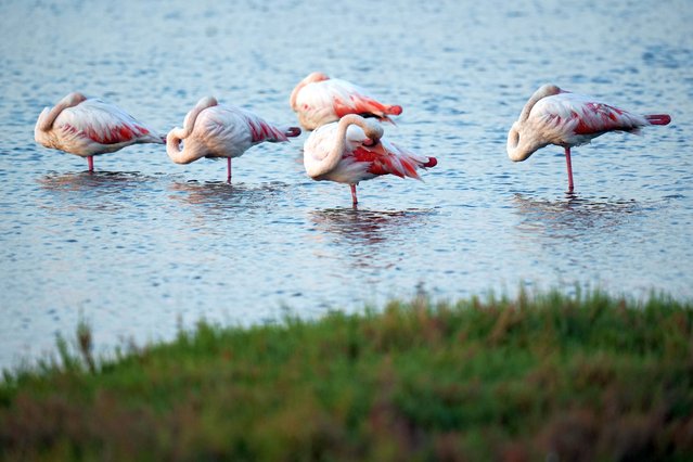 Flamingos rest at the Cakalburnu Lagoon which hosts many migratory bird species, baby fishes and other creatures at the Balcova district in Izmir, Turkiye on Septemer 30, 2024. Flamingos rest on one leg and use less muscle strength to maintain more heat and balance. (Photo by Berkan Cetin/Anadolu via Getty Images)