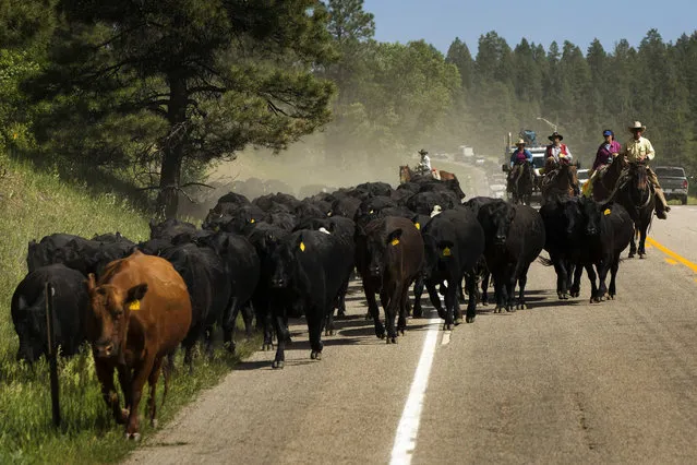 Cowboys push a herd of cattle across Highway 160 near Ignacio, Colorado June 12, 2014. The land where the cattle graze is leased from the Forest Service by third-generation rancher Steve Pargin. Several times a year, he and a crew led by his head cowboy, David Thompson, spend a week or more herding cattle from mountain range to mountain range to prevent them from causing damage to fragile ecosystems by staying in a single area too long. (Photo by Lucas Jackson/Reuters)