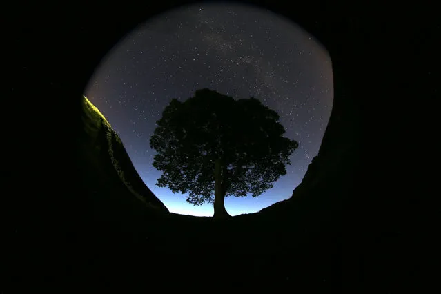 A general view of the stars above Sycamore Gap prior to the Perseid Meteor Shower above Hadrian's Wall near Bardon Mill, England, Wednesday, August 12, 2015. The annual Perseid meteor shower reaches its peak on Wednesday night, but much of the UK is facing cloudy conditions. The best places to view the event is in northern England and Scotland. (Photo by Scott Heppell/AP Photo)