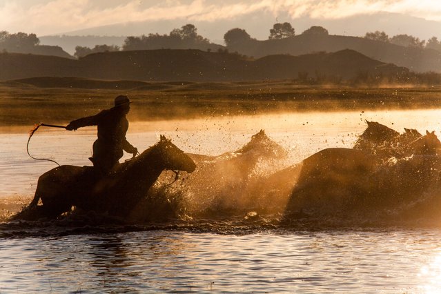 Horses gallop at Wulan Butong scenic area on September 22, 2024 in Chifeng, Inner Mongolia Autonomous Region of China. (Photo by Sun Zhongnan/VCG via Getty Images)