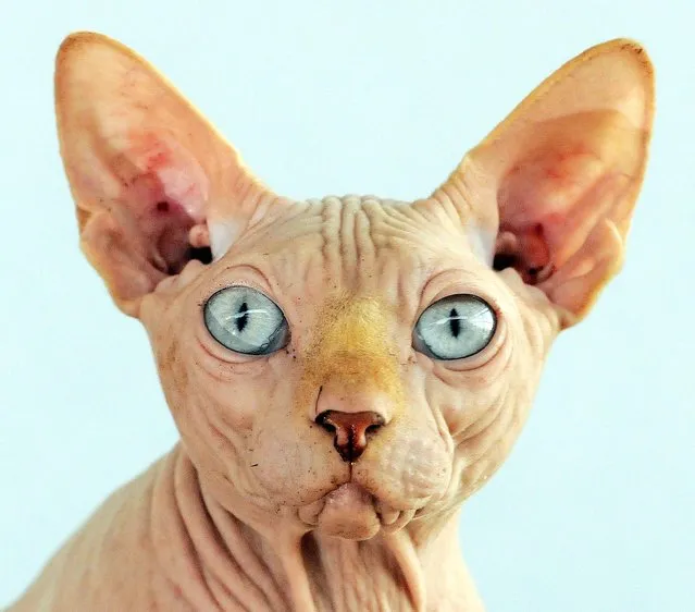 The Sphinx breed of cat 'Adam vom Feisastern' of the German breeder Sabine Braeuer waits on a jury table during an annual International Pedigree Dog and Cat Show in Erfurt, Germany on June 10, 2012