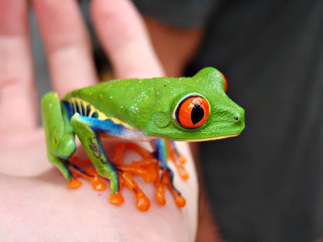 The Red-eyed Treefrog (Agalychnis callidryas)