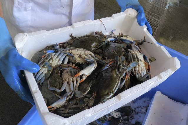 A man holds a box containing blue crabs in Orbetello, Italy, Monday, August 14, 2023. Every morning, Tuscan fishermen in the Orbetello Lagoon retrieve nets left in the water to catch sea bream, sea bass and especially eels, but increasingly they are finding thousands of voracious blue crabs, an alien species that has invaded seas all over Italy, causing considerable damage to the marine ecosystem and fishing. (Photo by Luigi Navarra/AP Photo)