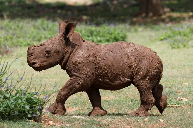 A newly-born white rhinoceros follows its mother (not pictured) at the National Zoo in Havana, Cuba on June 24, 2022. (Photo by Alexandre Meneghini/Reuters)