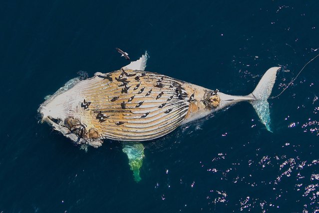 A deceased Humpback whale is towed by the National Sea Rescue Institute (NSRI) in Cape Town, South Africa on November 16, 2024. (Photo by Nic Bothma/Reuters)