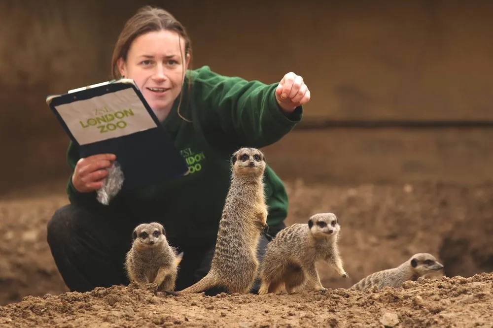 London Zoo Staff Conduct their Annual Weigh In for the Animals