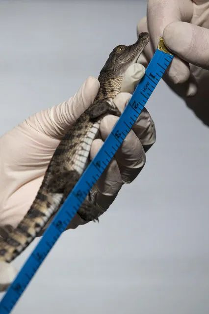 A 7 week-old “Philippine crocodile” is measured during the annual weight-in ZSL London Zoo on August 21, 2014 in London, England. The height and mass of every animal in the zoo, of which there are over 16,000, is recorded and submitted to the Zoological Information Management System. (Photo by Oli Scarff/Getty Images)