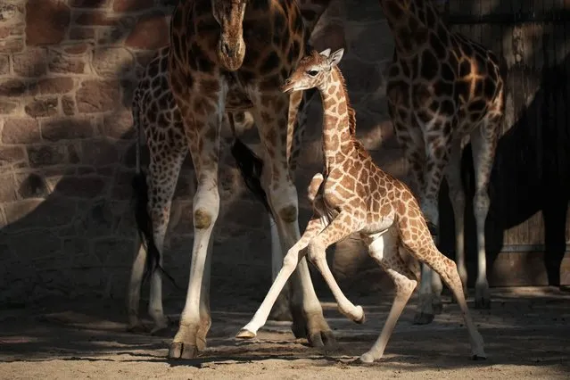 Stanley, a five day old Rothschild giraffe, takes his first steps outside the giraffe house at Chester Zoo on August 11, 2022 in Chester, England. Stanley's mum Orla delivered him onto soft straw after a 15-month pregnancy and three hour long labour last saturday. Keepers named 6ft Stanley after Mount Stanley, the tallest mountain in Uganda, Africa, where the zoo’s conservationists are fighting to boost giraffe numbers. Rothschild’s giraffes are one of the Africa’s most at risk mammals with less than 2,500 now remaining in the wild. (Photo by Christopher Furlong/Getty Images)