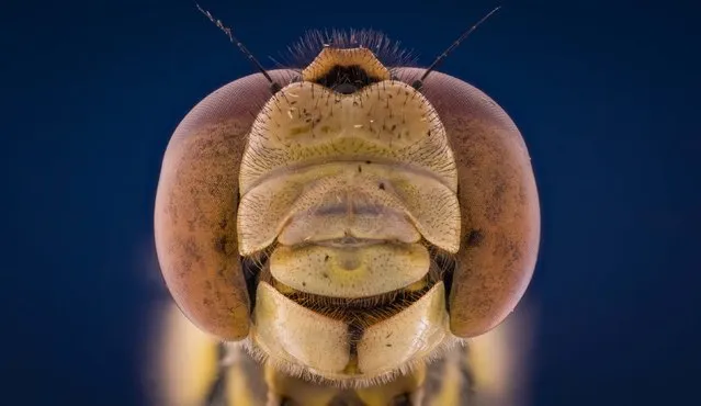 Close up of an insect. (Photo by Kutub Uddin/Caters News)