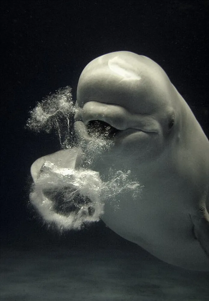 Beluga Whales Blowing Bubbles in Japan 