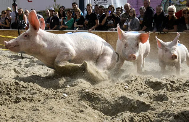 Pigs from the team “Rapid pigs from the Jorat” round the track during their race on September 16, 2012 at the Swiss fair “Comptoir Suisse” in Lausanne, Switzerland. (Photo by Fabrice Coffrini/AFP)