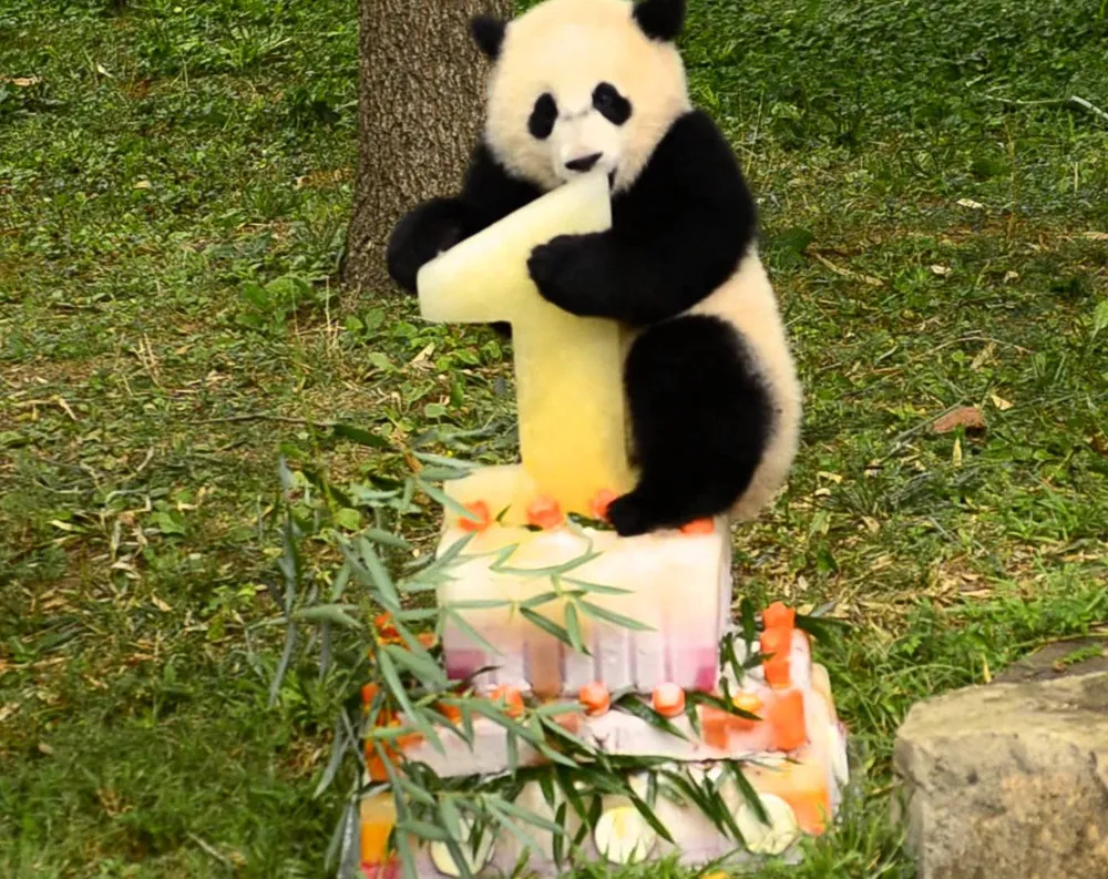  National Zoo Celebrates Panda’s 1st Birthday