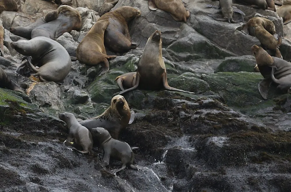 Rescued Sea Lions Released to the Wild in Peru