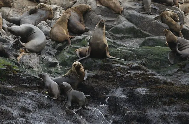Two of the newly released sea lions (L) climb the rocks next to a sea lion colony at Palomino island, in Callao, Peru September 12, 2015. (Photo by Mariana Bazo/Reuters)