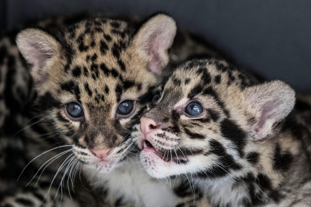 Clouded leopard cubs play in their enclosure at the Mulhouse Zoo, eastern France, on June 3, 2020. (Photo by Sebastien Bozon/AFP Photo)