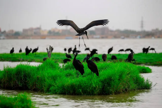 A congregation ibises gather on the bank of the Nile river in the Sudanese capital Khartoum on June 9, 2020. (Photo by Ashraf Shazly/AFP Photo)