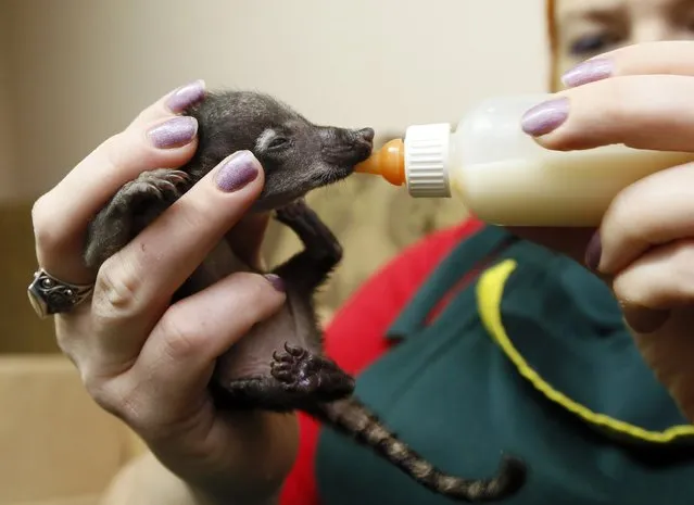 An employee feeds a one-week-old coati cub with a bottle of milk at the Royev Ruchey zoo in the suburbs of Krasnoyarsk, Siberia, October 10, 2014. The mother of three cubs refused to nurse them, according to zoo employees. (Photo by Ilya Naymushin/Reuters)