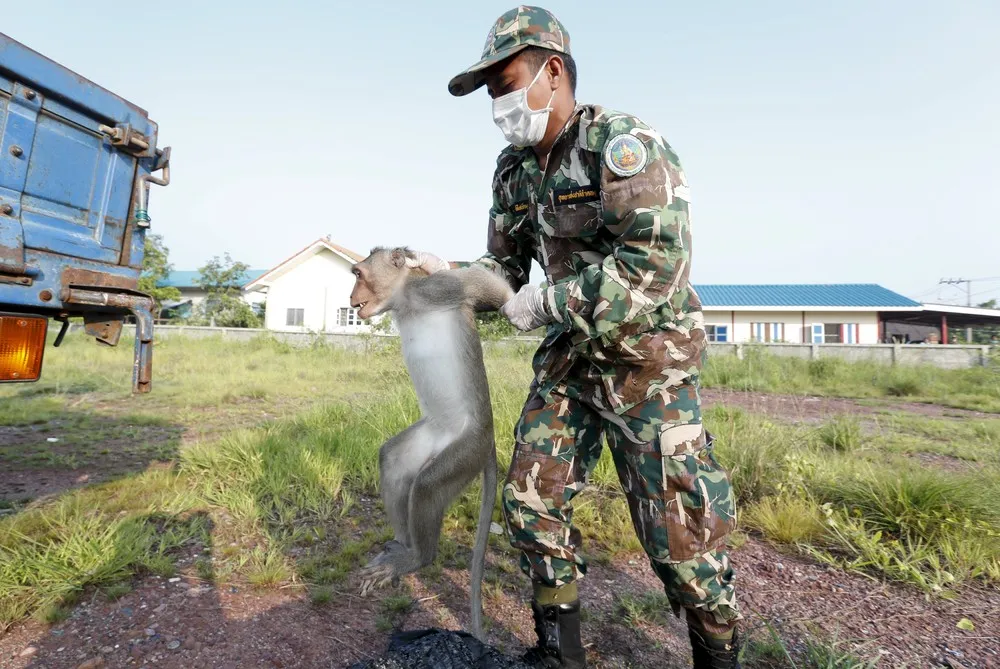 Thailand Officials Relocate Mischievous Macaque Monkeys