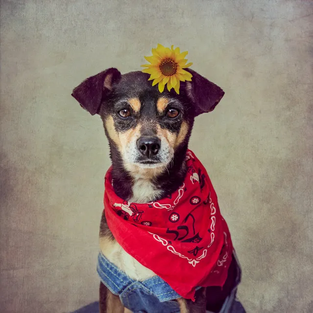 Penny the pup is dressed up by Tammy with a sunflower in her hair, in Arkansas, United States. (Photo by Tammy Swarek/Barcroft Images)