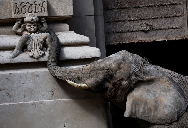 African elephant Pupy is seen in her enclosure at the Buenos Aires Ecopark, a few days before her transfer to the Brazilian Elephant Sanctuary, in Buenos Aires, Argentina on April 11, 2025. (Photo by Agustin Marcarian/Reuters)