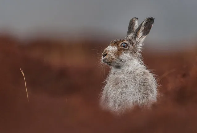 Animal portraits winner: Jamie Mina, “Contemplation”, Mountain hare, Tomatin, Inverness, Scotland. (Photo by Jamie Mina/British Wildlife Photography Awards 2016)