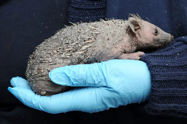 A poorly hedgehog was feeling a little less prickly after it was brought into a rescue centre completely bald and with no spikes. Pumpkin, who is only a baby, is thought to have contracted a skin condition which slowly saw him lose his spines and fur. (Photo by SWNS/Splash News)