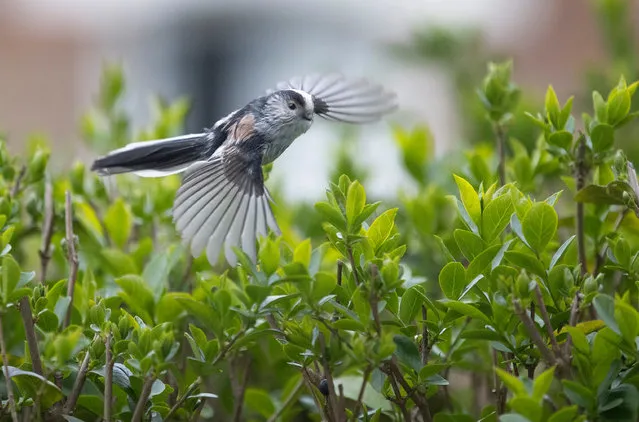 An adult long-tailed tit flies from the privet hedge at the front of Guardian sports photographer Tom Jenkins’ house back to its nest during the Covid-19 lockdown in north London. (Photo by Tom Jenkins/The Guardian)
