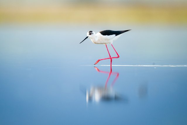Black Winged Stilt is seen on Kavak Delta, a natural and ecologically important wetland for many migratory birds, in Canakkale, Turkiye on May 13, 2025. (Photo by Alper Tuydes/Anadolu via Getty Images)
