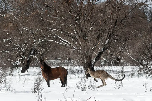 A Brumby and an Eastern Grey Kangaroo are seen in the Yarrangobilly area of the Kosciuszko National Park on August 24, 2020 in Kosciuszko National Park, Australia. Free-roaming feral horses, known as Brumbies, are found across Australia. Believed to be descended from animals imported by early British colonialists, the Brumby population is estimated to be in the thousands, with the highest concentration of horses roaming Australia's alpine region, which straddles the state border of Victoria and New South Wales. With large numbers of Brumbies trampling through protected National Parks, their fate has long been a subject of heated debate. On one side are those that want the total eradication of the animals – those who consider them a feral, invasive and destructive species. At the other end are those that advocate for the protection of what are viewed as “heritage animals“, so named for their role in the mythology of the high country, immortalised in poems such as Banjo Paterson's “The Man from Snowy River”. In New South Wales the current policy approach is an attempt at finding a middle ground. National Parks New South Wales authorities are currently reducing Brumby numbers via the 'passive capture' of the animals - horses are lured with food into gated traps. The animals are then taken to a holding area before being sent out for “re-homing”. Nikki Alberts, who runs 'White Alpine Equine' in Adaminaby is a re-homing volunteer, who takes on the expense of housing and breaking in Brumbies that come to her. Nikki has just taken on six new wild Brumbies, alongside another two she has been working with since late October 2019. (Photo by Brook Mitchell/Getty Images)