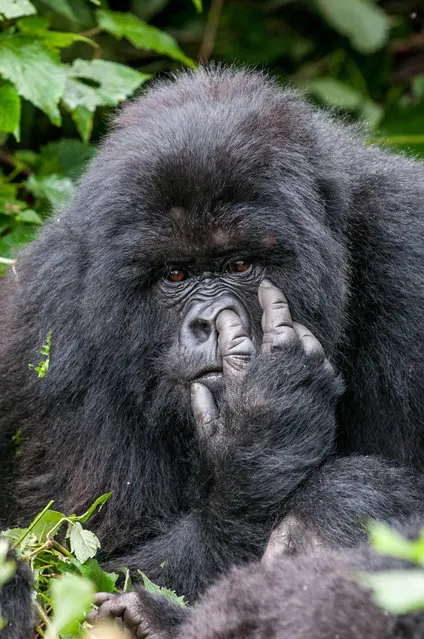 More than 1,500 snappers submitted their most hilarious pictures of all creatures great and small, and now 45 have made the cut. From drunken-eyed owls to embarrassed chipmunks and laughing goats – the finalists in the Comedy Wildlife Photography Awards are guaranteed to raise a smile. Here: 'What you looking at? I've almost got it'.  A gorilla picks its nose. (Photo by Oli Dreike/Comedy Wildlife Photography Awards/Mercury Press)