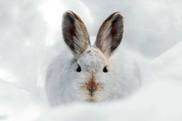 Snowshoe hare stare by Deena Sveinsson, US. Deena was snowshoeing in the forests of the Rocky Mountain national park, Colorado, hoping to find some winter wildlife to photograph. Frozen, she reluctantly headed for home. Then something caught her eye – a snowshoe hare resting on a small mound of snow. Moving stealthily into position, Deena waited. Finally, the hare sensed something, turned its ears forward, and looked right at the camera. (Photo by Deena Sveinsson/Wildlife Photographer of the Year)