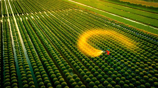 A jet of water sprayed on chrysanthemums appears gold in the evening light of Dong Thap province, Vietnam in the last decade of January 2025. The floating plantation was watered in readiness for Lunar New Year, which falls on Wednesday. (Photo by Bui Van Hai/Solent News)