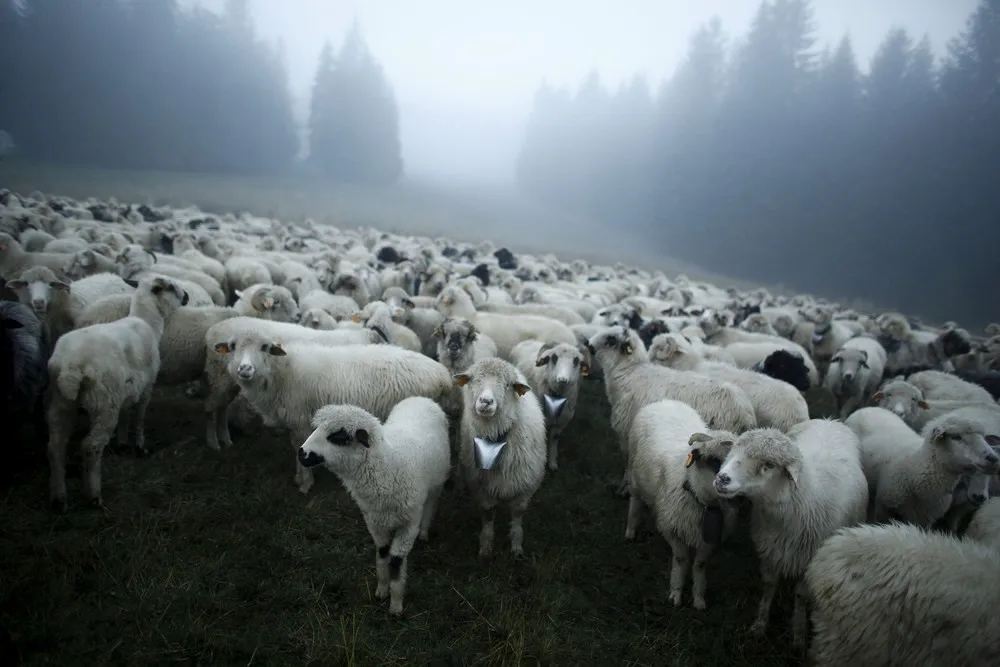 Traditional March of Highlanders with Flocks of Sheep in Poland