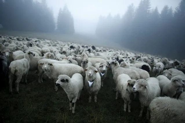 Around one thousand sheep are seen in the fog in the early morning during autumn redyk near Lapsze Wyzne village, Tatra Mountains region of southern Poland, October 6, 2015. (Photo by Kacper Pempel/Reuters)