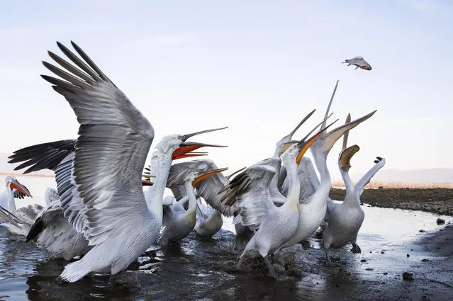 A group of Dalmatian pelicans scramble to reach a carp they were thrown at Lake Kerkini in Greece on January 16, 2023. (Photo by Alison Jenkins/Solent News)