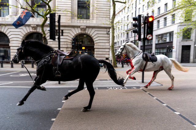 Military horses bolt along in the city centre after breaking loose during a morning exercise in London near Aldwych on Wednesday, April 24, 2024. An army spokesperson said: “A number of personnel and horses have been injured and are receiving the appropriate medical attention”. (Photo by Jordan Pettitt/PA Images via Getty Images)