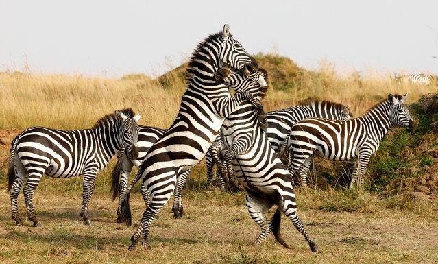 Zebras tussle as they graze in the plains of the Maasai Mara game reserve, in Narok county, Kenya on August 7, 2025. (Photo by Thomas Mukoya/Reuters)