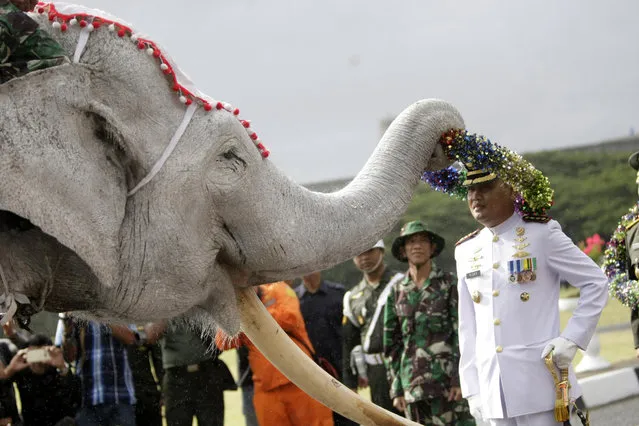 Sumatran elephant participates during a military parade as part of the Indonesian Military Anniversary in Banda Aceh, Indonesia, 05 October 2016. The Sumatran Elephant is losing its habitat as a result of illegal logging and the opening a new oil plantation on Sumatra Island. The World Wildlife Fund (WWF) said that expansion of palm oil, paper plantations, and mines, has destroyed nearly 70 percent of the Sumatran elephant's forest habitat over 25 years. (Photo by Hotli Simanjuntak/EPA)