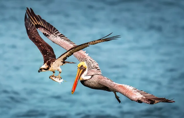 A hungry pelican is shown in a high-speed aerial pursuit of a rival's fish dinner. Having caught the fish, the osprey had to fend off competition from the much bigger bird. These stunning pictures were captured by Hanping Xiao in Sebastian Inlet State Park, Florida, USA in February 2023. (Photo by Hanping Xiao/Solent News & Photo Agency)