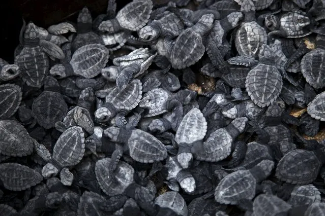 Olive Ridley turtle hatchlings (Lepidochelys olivacea) are seen before being released to the ocean in Mazatlan, Mexico, November 7, 2015. The Mazatlan Aquarium on Saturday released 300 hatchlings into the Pacific as part of a program  to protect and recover the endangered specie. Millions of baby turtles hatch on the shores in November and December, according to environmental groups. (Photo by Reuters/Stringer)