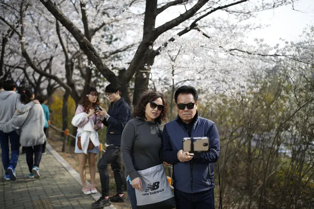 A couple takes a selfie under cherry blossom trees on a sunny spring day in Seoul, South Korea, April 5, 2016. (Photo by Kim Hong-Ji/Reuters)