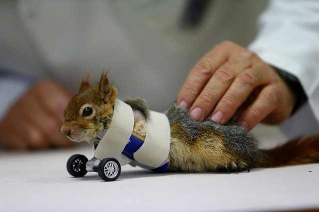 A prosthetics technician tests wheels on a squirrel after its limb amputation surgery at Aydin University in Istanbul, Turkey April 3, 2018. (Photo by Osman Orsal/Reuters)