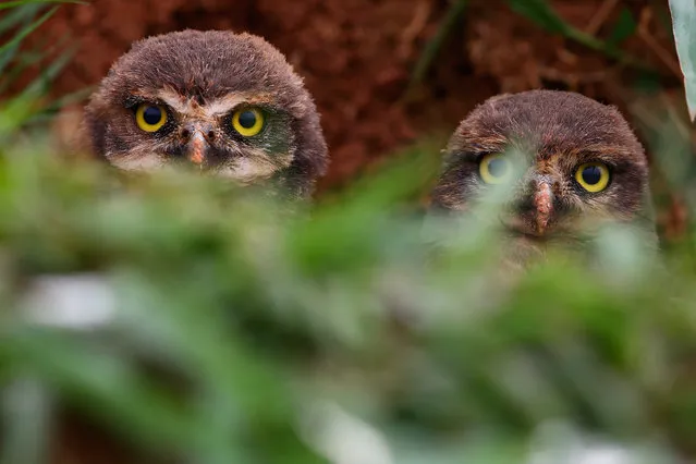 Burrowing owls at the side of the track during practice for the Formula One Grand Prix of Brazil at Autodromo Jose Carlos Pace on November 13, 2015 in Sao Paulo, Brazil. (Photo by Clive Mason/Getty Images)